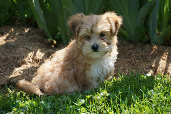 Morkie Puppy For Sale Millersburg OH Male Riley