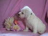 Jackapoo For Sale Applecreek, OH Female- Ellie