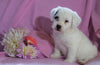 Jackapoo For Sale Applecreek, OH Female- Ellie