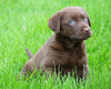 AKC Registered Labrador Retriever For Sale Sugar Creek, OH Female- Annabell