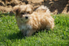 Morkie Puppy For Sale Millersburg OH Male Riley