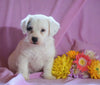 Jackapoo For Sale Applecreek, OH Female- Ellie