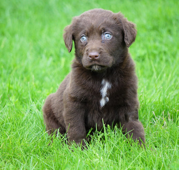 AKC Registered Labrador Retriever For Sale Sugar Creek, OH Male- Arson