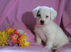 Jackapoo For Sale Applecreek, OH Female- Ellie