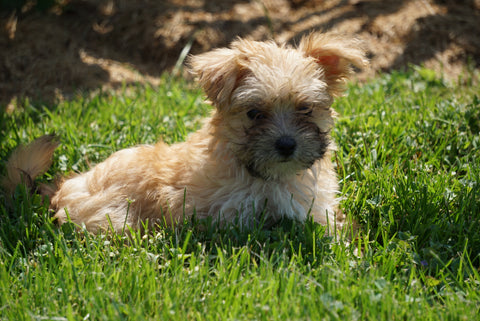 Morkie Puppy For Sale Millersburg OH Male Randy