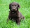 AKC Registered Labrador Retriever For Sale Sugar creek, OH Female- Annie