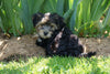 Morkie Puppy For Sale Millersburg OH Female Rita