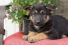 AKC Registered German Shepherd For Sale Millersburg, OH Female- Kelsey