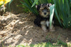 Morkie Puppy For Sale Millersburg OH Female Rita