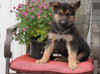 AKC Registered German Shepherd For Sale Millersburg, OH Male- Buddy