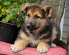 AKC Registered German Shepherd For Sale Millersburg, OH Male- Jake