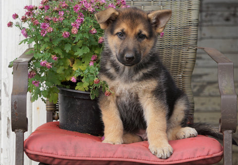 AKC Registered German Shepherd For Sale Millersburg, OH Male- Jake