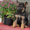 AKC Registered German Shepherd For Sale Millersburg, OH Female- Cheyenne