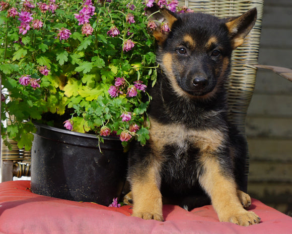 AKC Registered German Shepherd For Sale Millersburg, OH Female- Cheyenne