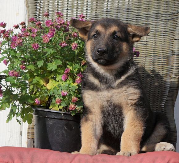 AKC Registered German Shepherd For Sale Millersburg, OH Male- Rambo