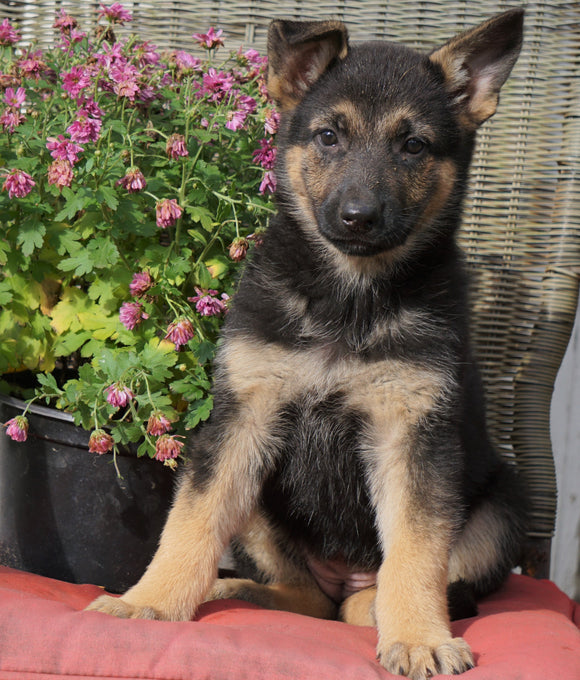 AKC Registered German Shepherd For Sale Millersburg, OH Female- Rosy