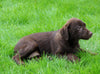 AKC Registered Labrador Retriever For Sale Sugarcreek, OH Female- Lucy