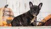 Frenchton For Sale Millersburg, OH Female- Lily