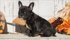 Frenchton For Sale Millersburg, OH Female- Lily