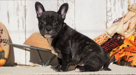 Frenchton For Sale Millersburg, OH Female- Lily