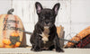 Frenchton For Sale Millersburg, OH Female- Lily