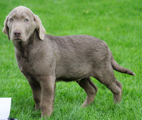 AKC Registered Silver Labrador Retriever For Sale Sugarcreek, OH Male- Logan