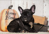 Frenchton For Sale Millersburg, OH Female- Angel