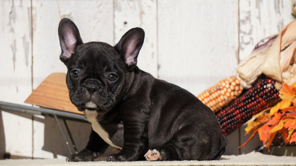 Frenchton For Sale Millersburg, OH Female- Angel