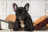 Frenchton For Sale Millersburg, OH Female- Angel