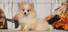 ACA Registered Pomeranian For Sale Millersburg, OH Female- Sara