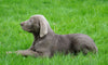 AKC Registered Silver Labrador Retriever For Sale Sugarcreek, OH Male- Logan