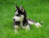 AKC Registered Siberian Husky For Sale Sugar Creek, OH Female- Janet