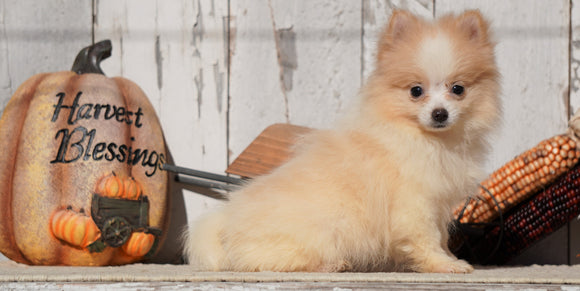 ACA Registered Pomeranian For Sale Millersburg, OH Female- Sara