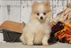 ACA Registered Pomeranian For Sale Millersburg, OH Female- Sara