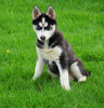 AKC Registered Siberian Husky For Sale Sugar Creek, OH Female- Janet
