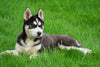 AKC Registered Siberian Husky For Sale Sugar Creek, OH Male- Caption