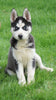 AKC Registered Siberian Husky For Sale Sugar Creek, OH Female- Jenny