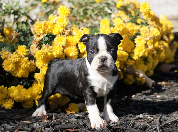 AKC Registered Boston Terrier For Sale Wooster, OH Female- Sunshine