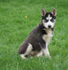 AKC Registered Siberian Husky For Sale Sugar Creek, OH Female- Julie
