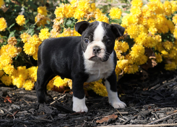 AKC Registered Boston Terrier For Sale Wooster, OH Male- Cody