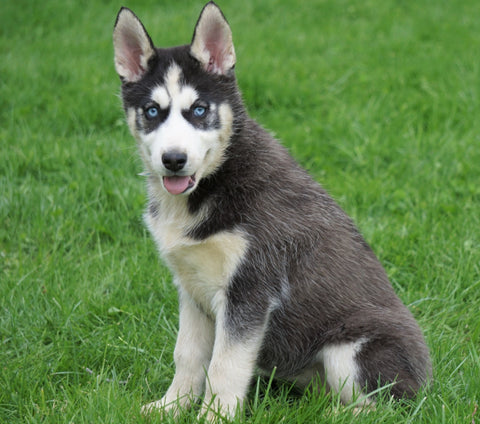 AKC Registered Siberian Husky For Sale Sugar Creek, OH Female- Julie
