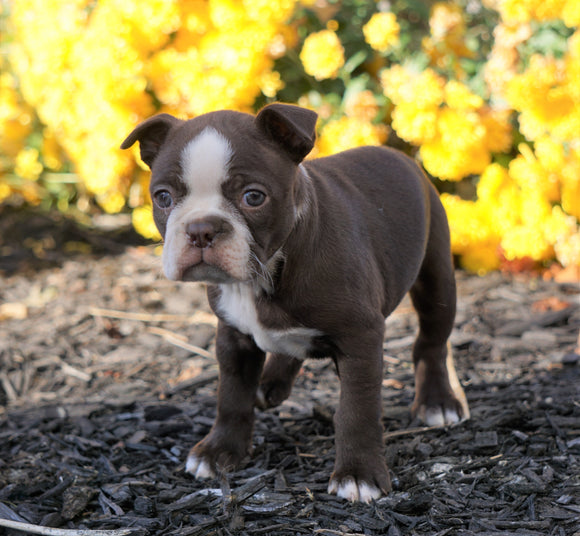 AKC Registered Boston Terrier For Sale Wooster, OH Female- Zoey