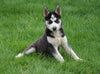 AKC Registered Siberian Husky For Sale Sugar Creek, OH Male- Cody
