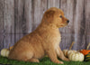 AKC Registered Golden Retriever For Sale Holmesville, OH Female- Alice