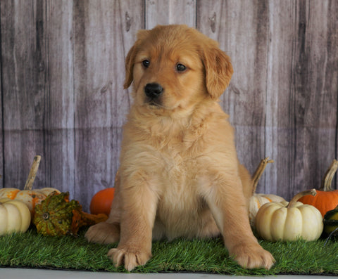 AKC Registered Golden Retriever For Sale Holmesville, OH Female- Alice