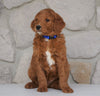 Goldendoodle For Sale Loudonville, OH Male- Blythe