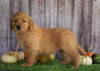 AKC Registered Golden Retriever For Sale Holmesville, OH Female- Ariel