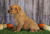 AKC Registered Golden Retriever For Sale Holmesville, OH Male- Archie