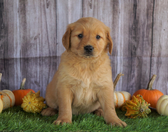 AKC Registered Golden Retriever For Sale Holmesville, OH Male- Archie