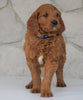 Goldendoodle For Sale Loudonville, OH Female- Shirlie